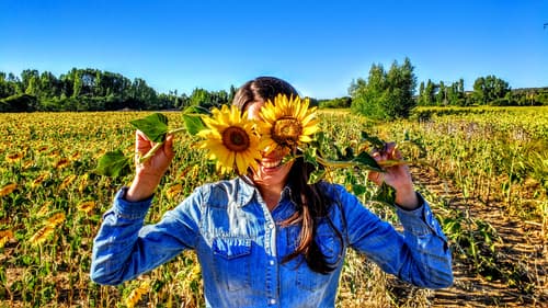 ritmo circadiano girasoles requena