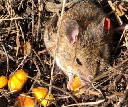 raton ritmo circadiano investigacion (1)